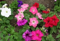 Семена цветов весовые, пакетированные оптом - Изображение #2, Объявление #1346384