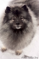 продаются щенки Кеесхонда(Вольфшпиц) с отличной родословной - Изображение #1, Объявление #1363728