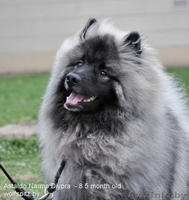 продаются щенки Кеесхонда(Вольфшпиц) с отличной родословной - Изображение #2, Объявление #1363728