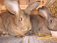 ПРодам Кроликов Уток - Изображение #4, Объявление #1399687