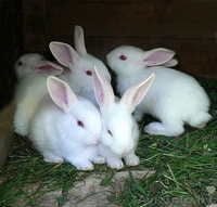 ПРодам Кроликов Уток - Изображение #1, Объявление #1399687