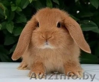 ПРодам Кроликов Уток - Изображение #5, Объявление #1399687