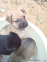 Отдам даром щенков - Изображение #1, Объявление #1467964