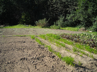 Продается дача. Химик-5.  - Изображение #3, Объявление #1487234