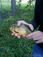 Коттедж в тихом чистом месте - Изображение #10, Объявление #1558361