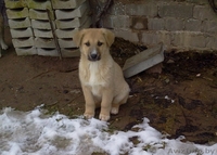 Щенки, 3 месяца - Изображение #2, Объявление #1596916