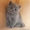 Британские пляшевые котята-дляВас! #251642