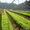 Глубокский опытный лесхоз реализует сеянцы сосны обыкновенной - Изображение #2, Объявление #1040957