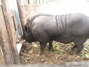 свиньи вьетнамской вислобрюхой.травоядные - Изображение #2, Объявление #80083