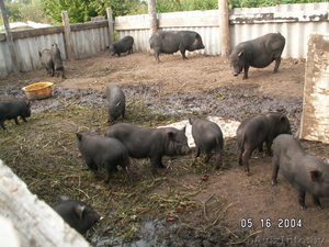 свиньи вьетнамской вислобрюхой.травоядные - Изображение #3, Объявление #80083
