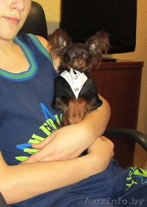 Продается тойтерьер длинношерстный.