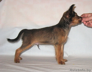 Продается щенок той терьера длинношерстный.