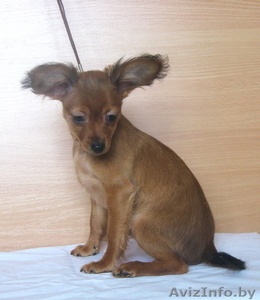 Продаются щенки той терьера длинношерстного.