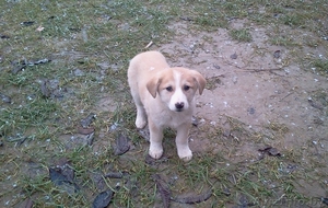 Отдадим в хорошие руки щенков