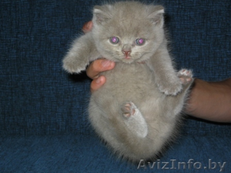 Отличные британские котята - Изображение #1, Объявление #59302