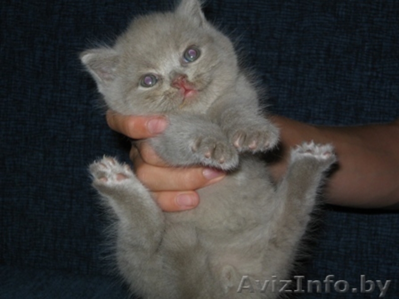 Отличные британские котята - Изображение #2, Объявление #59302