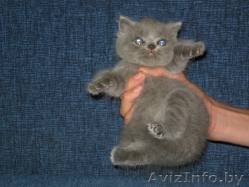 Отличные британские котята - Изображение #3, Объявление #59302