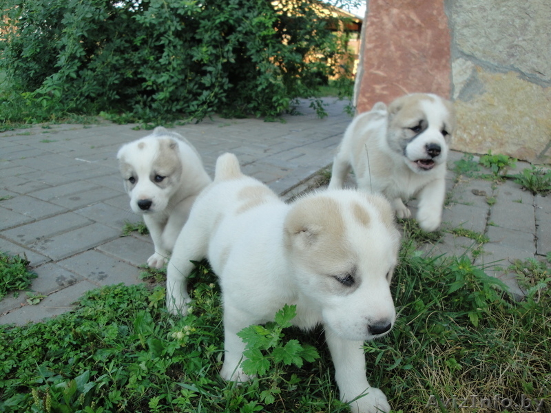 Щенки Среднеазиатской Овчарки (Алабаи) - Изображение #1, Объявление #63873