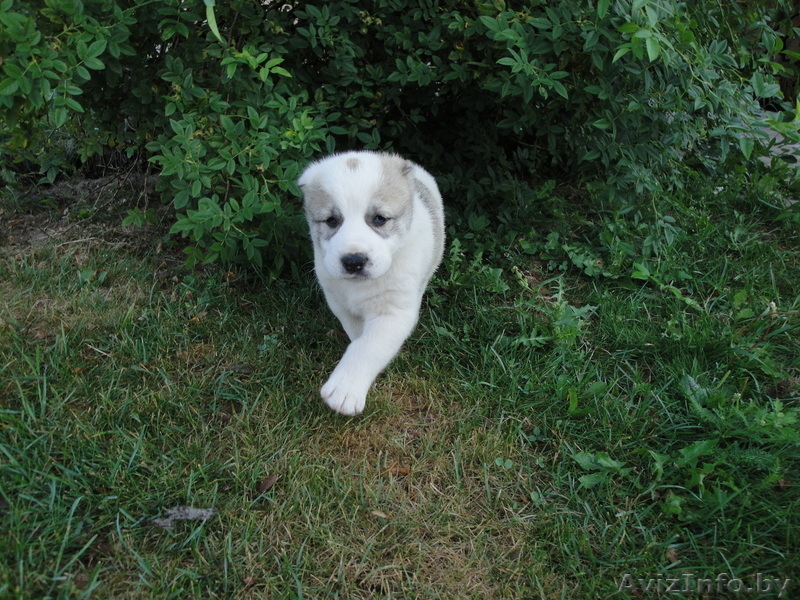 Щенки Среднеазиатской Овчарки (Алабаи) - Изображение #3, Объявление #63873