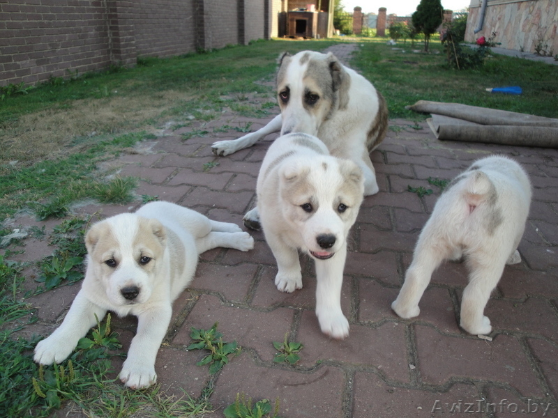 Щенки Среднеазиатской Овчарки (Алабаи) - Изображение #2, Объявление #63873