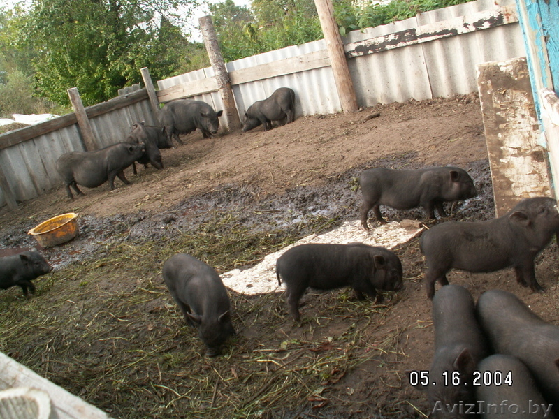 свиньи вьетнамской вислобрюхой.травоядные - Изображение #1, Объявление #80083
