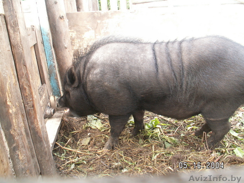 свиньи вьетнамской вислобрюхой.травоядные - Изображение #2, Объявление #80083