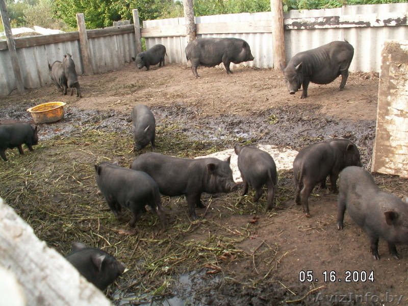 свиньи вьетнамской вислобрюхой.травоядные - Изображение #3, Объявление #80083