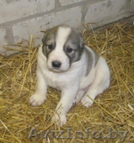 Продам щенков САО - Изображение #2, Объявление #106348