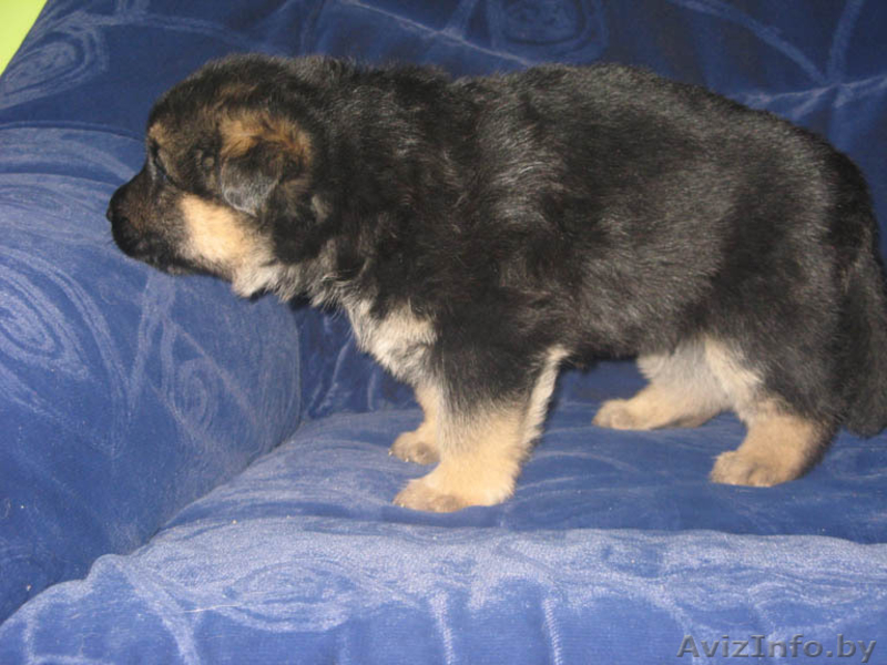немецкая овчарка(восточно-европейского)типа - Изображение #3, Объявление #172567