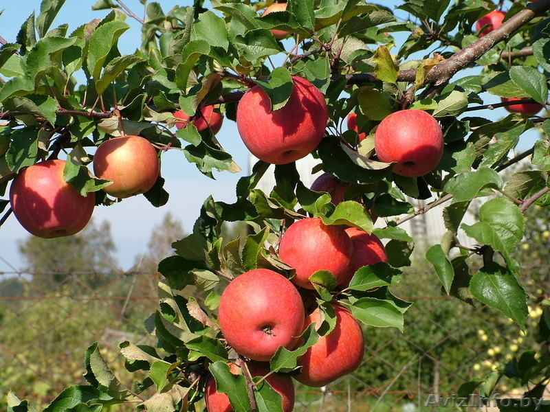 Саженцы, черенки - Изображение #4, Объявление #162844