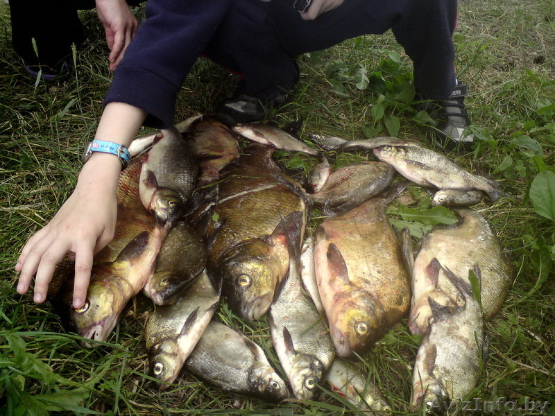 Сдам домик на озере с баней(200 км.от Минска) - Изображение #5, Объявление #117222