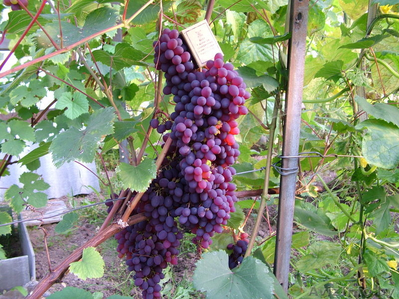 Саженцы, черенки - Изображение #2, Объявление #162844