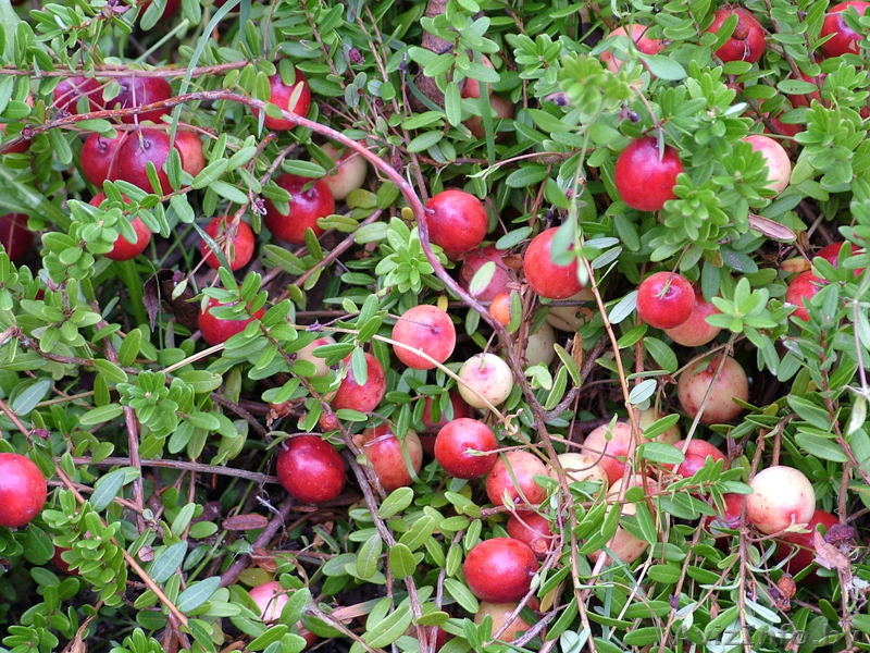 Саженцы, черенки - Изображение #1, Объявление #162844