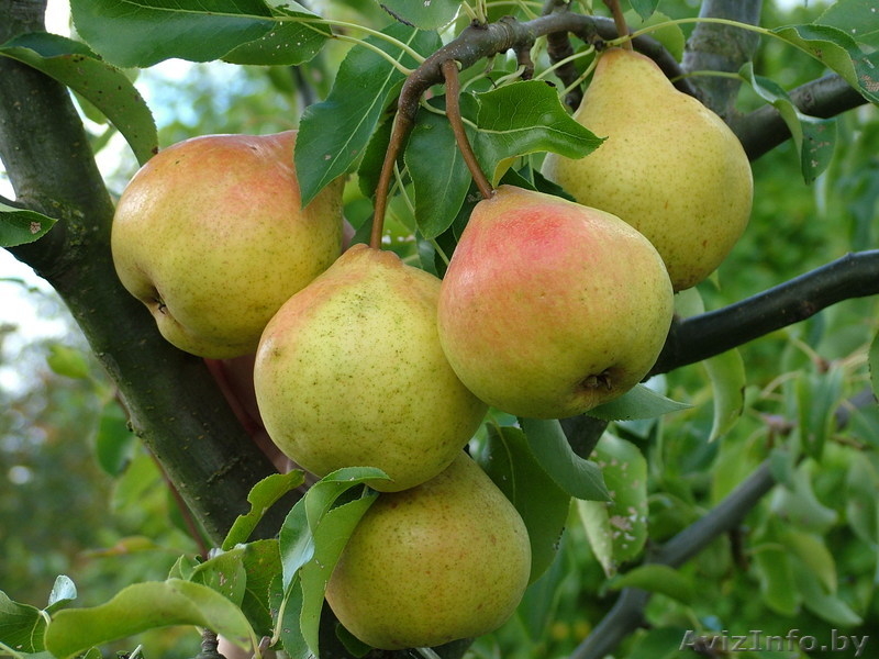 Саженцы, черенки - Изображение #3, Объявление #162844