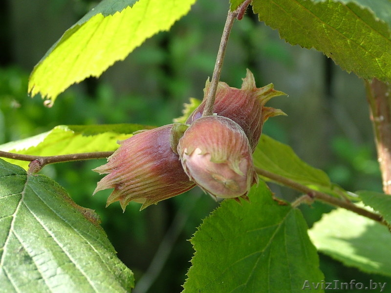 Саженцы, черенки - Изображение #5, Объявление #162844