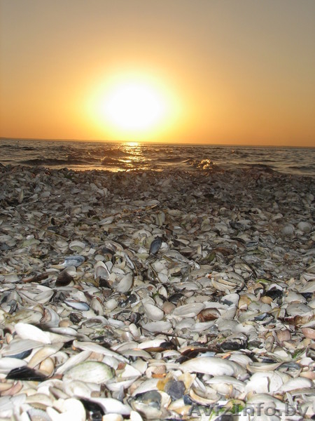 Отдых на Море "Кинбурнская коса" - Изображение #9, Объявление #229983