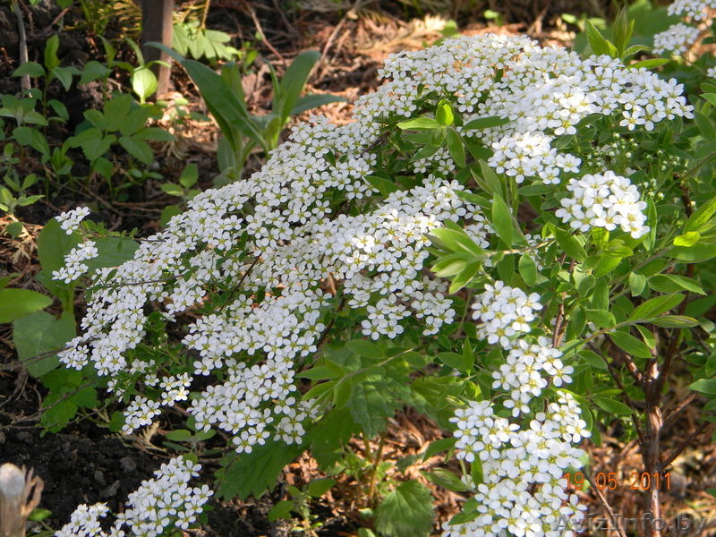 Многолетние цветы открытого грунта. - Изображение #7, Объявление #273807