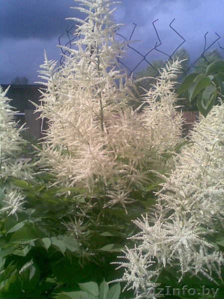 Многолетние цветы открытого грунта. - Изображение #4, Объявление #273807