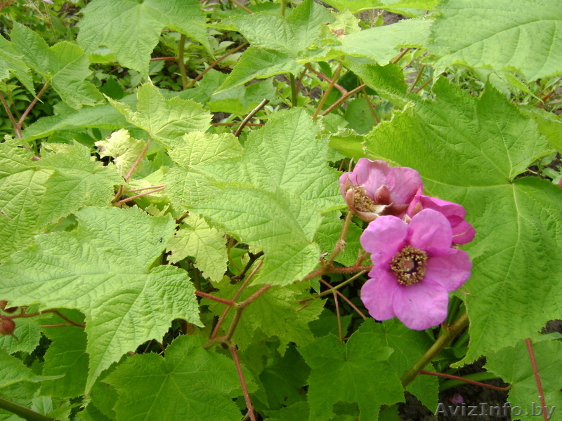 Многолетние цветы открытого грунта. - Изображение #5, Объявление #273807