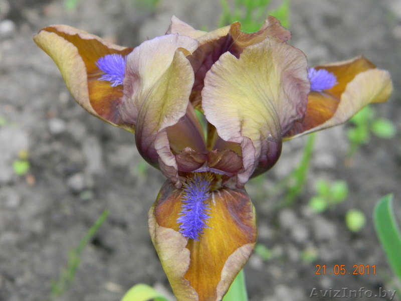 Многолетние цветы открытого грунта. - Изображение #6, Объявление #273807