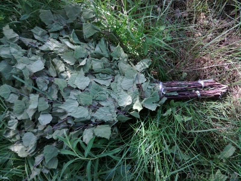 продам веники березовые банные - Изображение #2, Объявление #298515