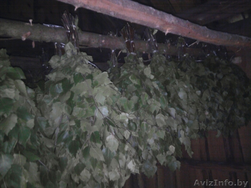 продам веники березовые банные - Изображение #3, Объявление #298515