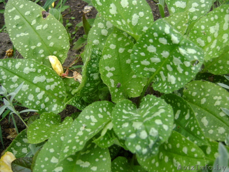 Многолетние цветы открытого грунта. - Изображение #9, Объявление #273807