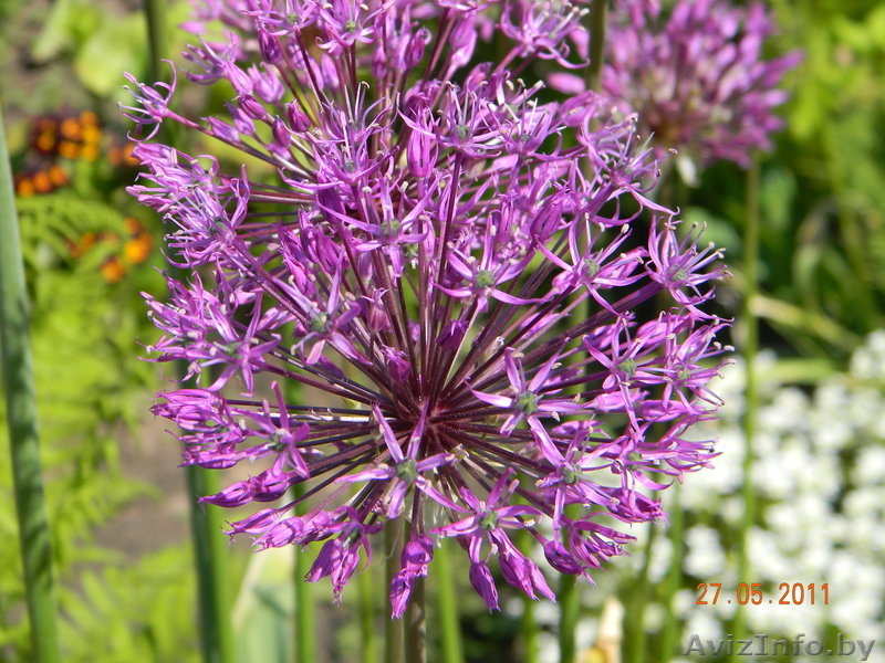 Многолетние цветы открытого грунта. - Изображение #8, Объявление #273807