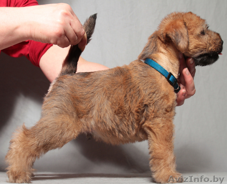 Щенки Ирландского Мягкошерстного Пшеничного Терьера - Изображение #2, Объявление #663729