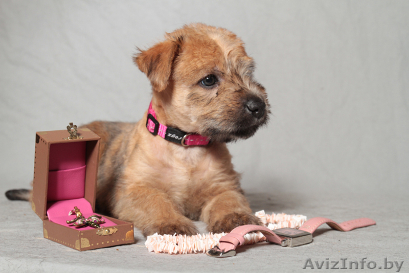 Щенки Ирландского Мягкошерстного Пшеничного Терьера - Изображение #1, Объявление #663729