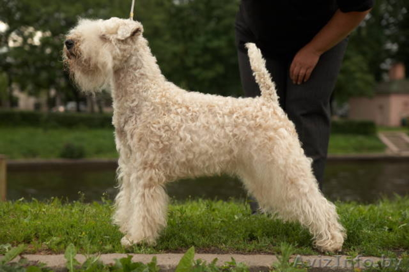 Щенки Ирландского Мягкошерстного Пшеничного Терьера - Изображение #3, Объявление #663729