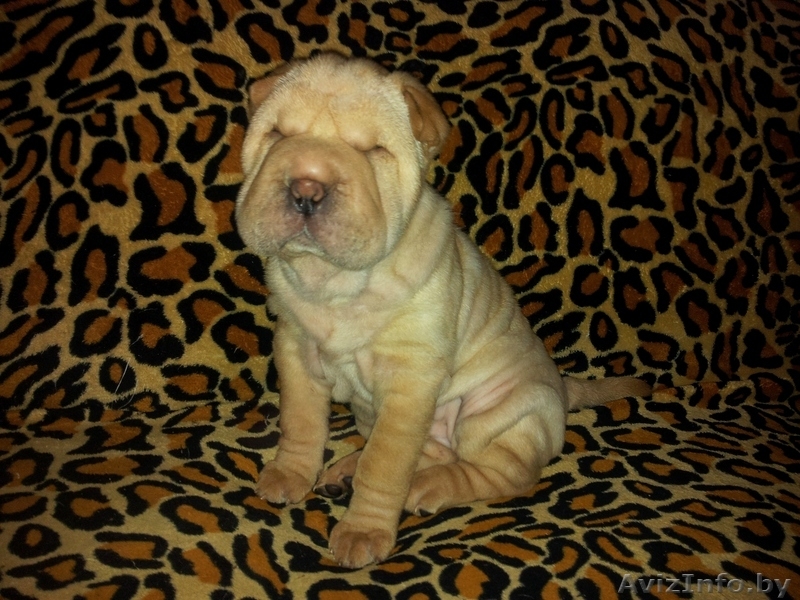 Прадажа шарпеев!!! - Изображение #1, Объявление #816722