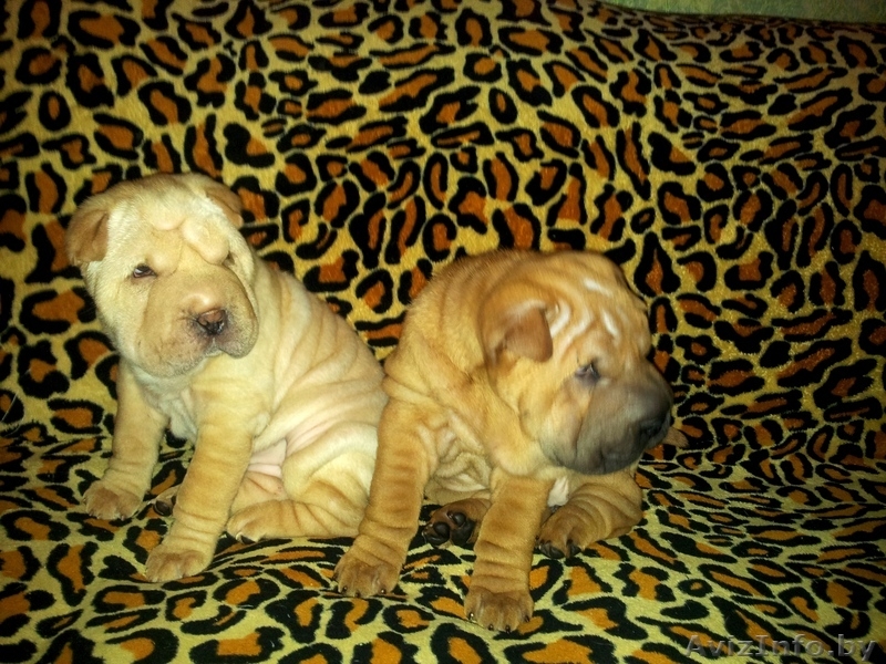 Прадажа шарпеев!!! - Изображение #3, Объявление #816722