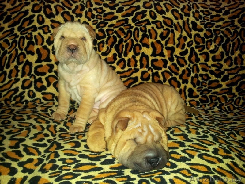 Прадажа шарпеев!!! - Изображение #4, Объявление #816722